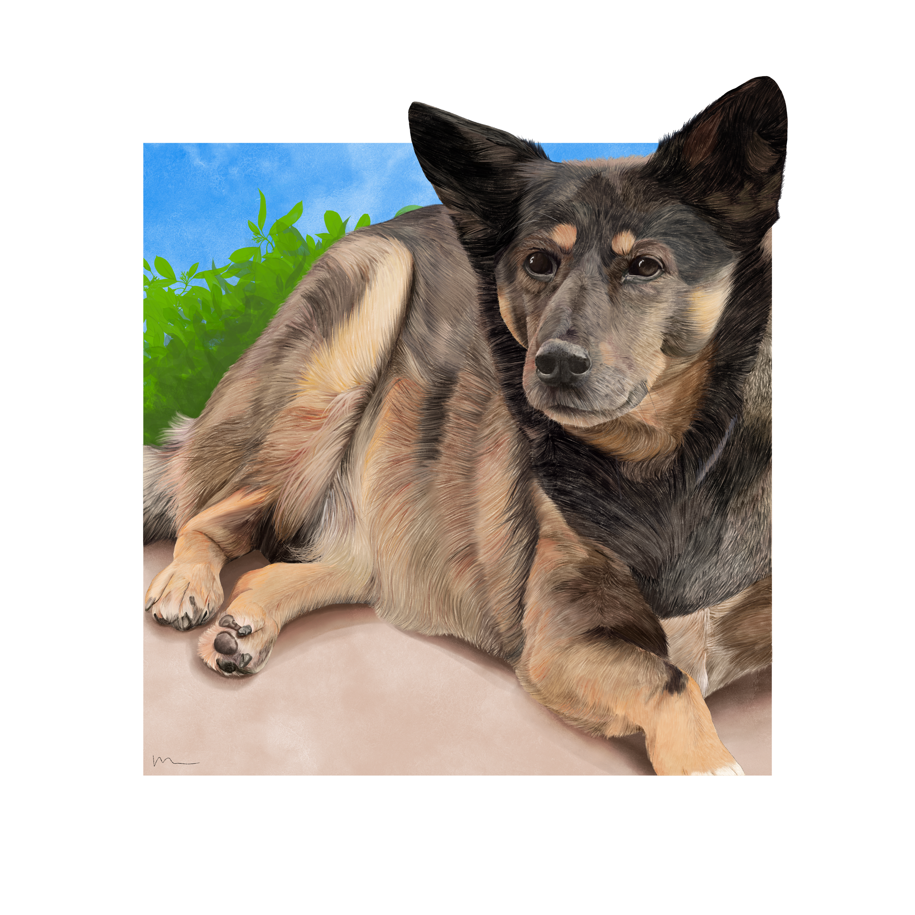custom pet portrait of a german shepherd cross, lying in the sun