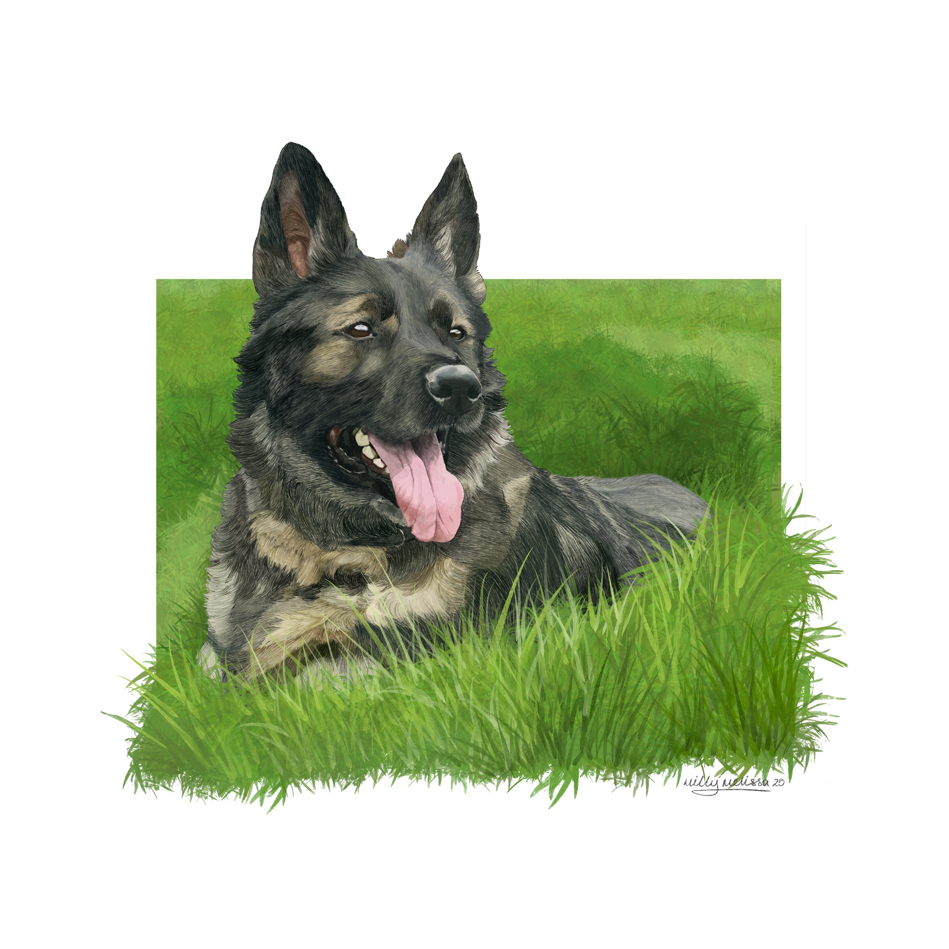 custom pet portrait of a german shepherd, tongue out, lying in the grass