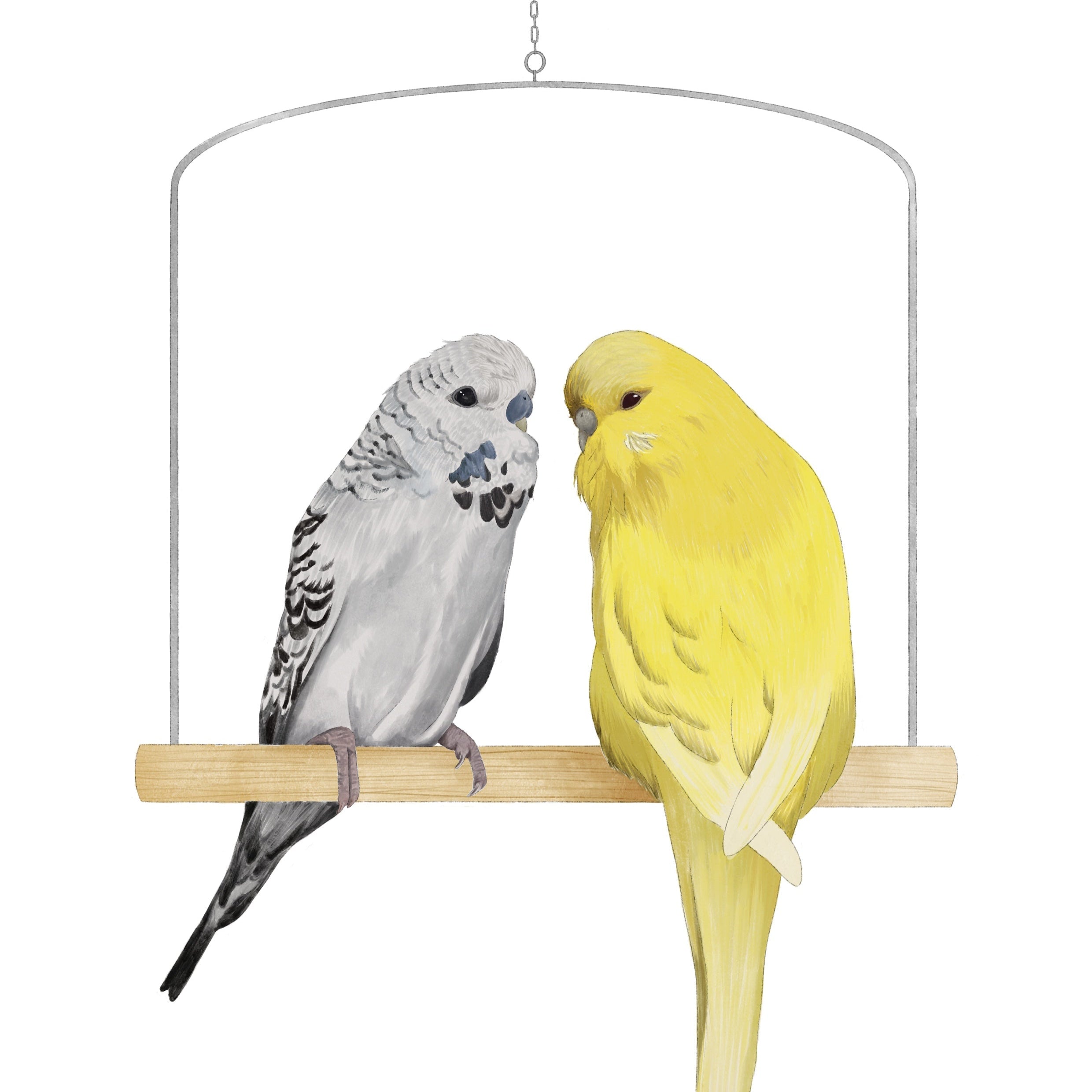 Two budgies, one gray and one yellow, perched on a wooden stick against a white background.