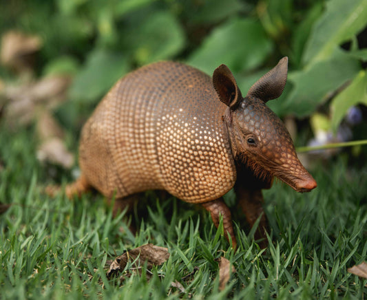 Armadillo