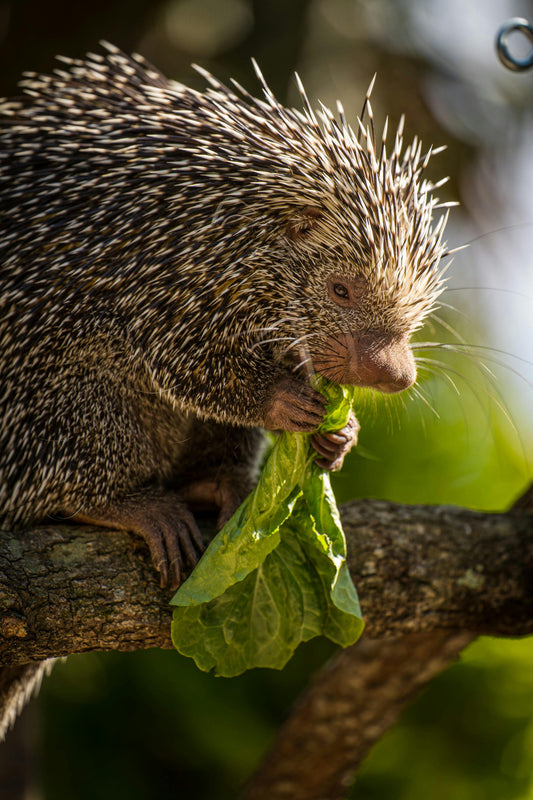 Prehensile Tailed Porcupine