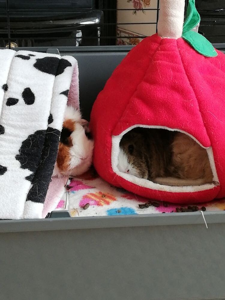 "Dinner and Then Nap" Guinea Pig Christmas Card