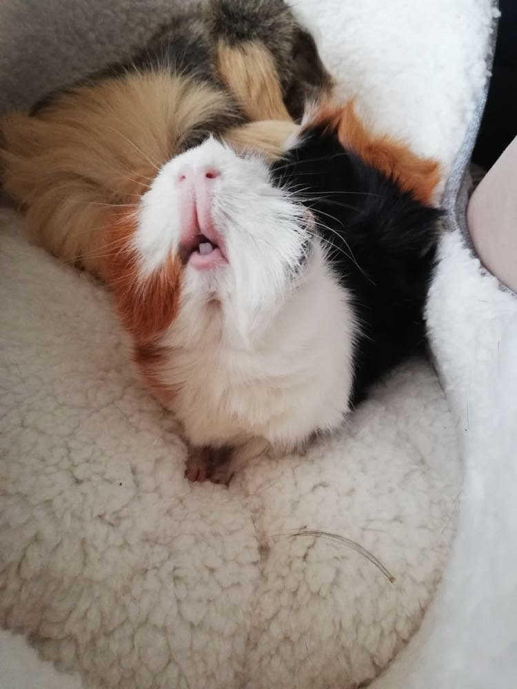 "Can I Eat This?" Guinea Pig Christmas Card